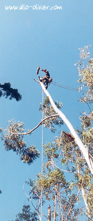 Dmontage eucalyptus