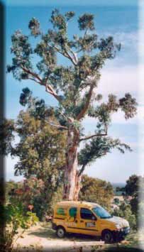 Elagage Eucalyptus