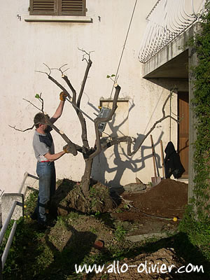Plantation / Transplantation d'un arbre par Olivier