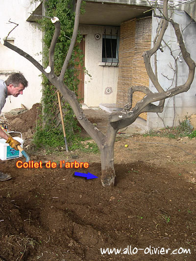 Plantation / Transplantation d'un arbre par Olivier