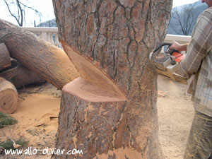 Direction abattage d'un arbre