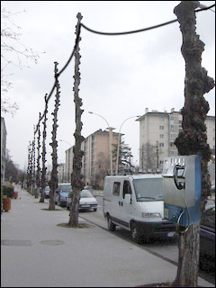 http://www.allo-olivier.com/Photos-Forum/Mes-Photos/Arbre-Annecy-EDF.jpg