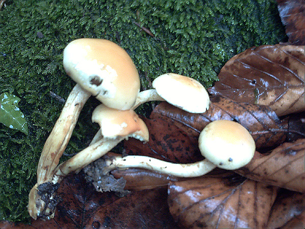 http://www.allo-olivier.com/Photos-Forum/Vos-Photos/Guillaume/02-Champignons-Hetre.jpg